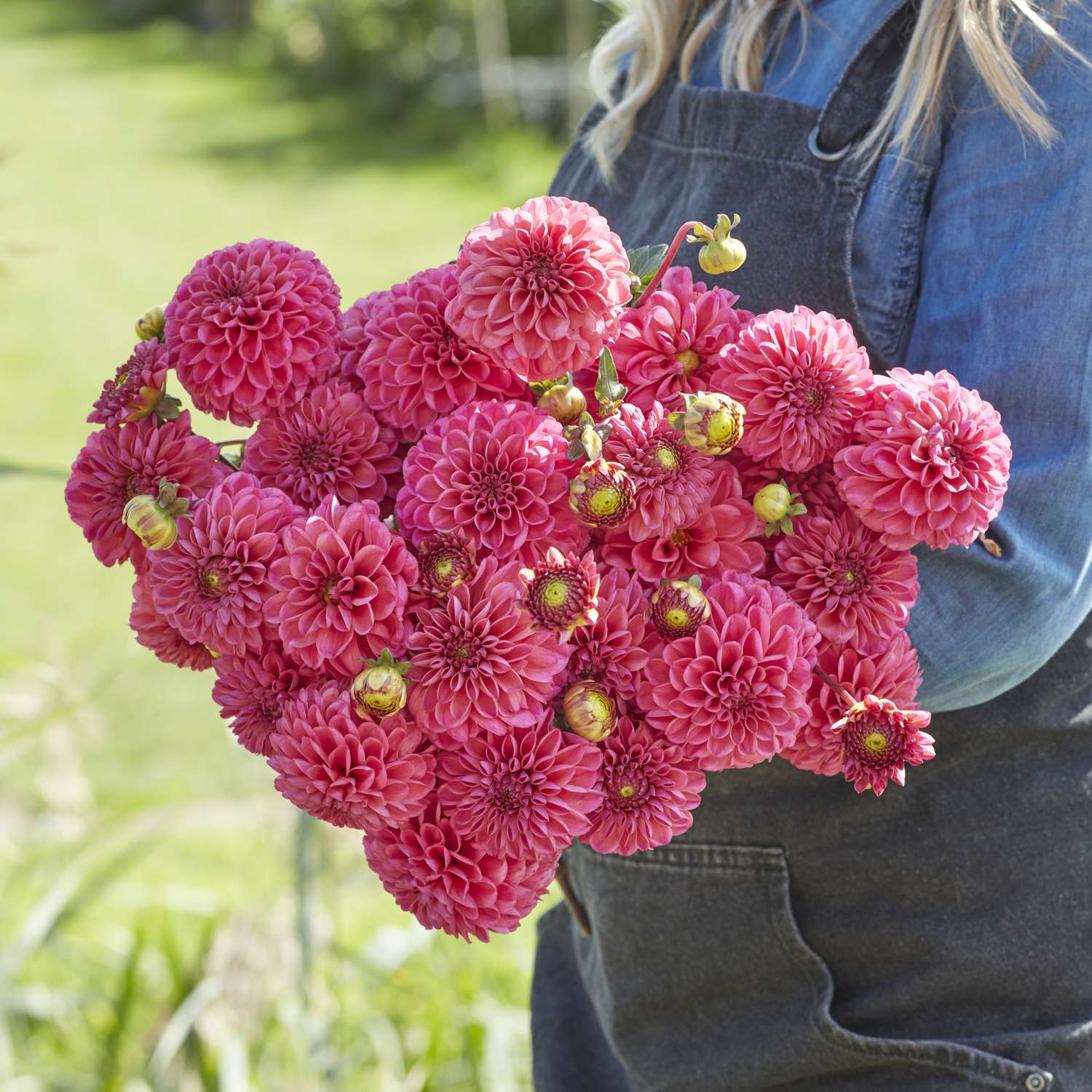 Daalia 'Bazuin Pink'